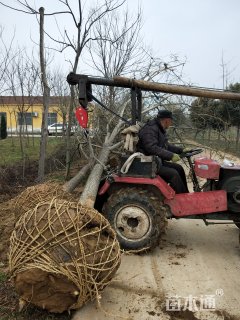 12公分槐树