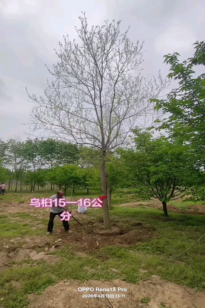 14公分乌桕
