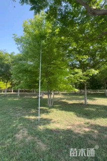 10公分美国红枫