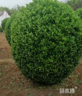 冠幅100厘米大叶黄杨球