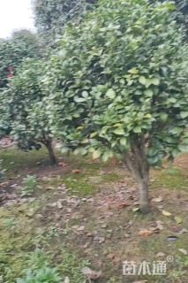 冠幅150厘米茶花球