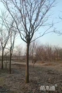 15公分巨紫荆