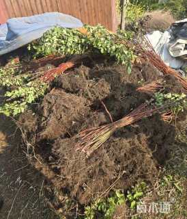 高度60厘米红瑞木