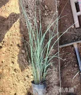 高度40厘米晨光芒