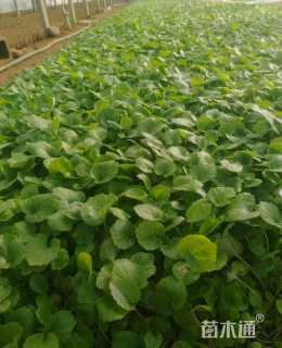 高度25厘米二月兰