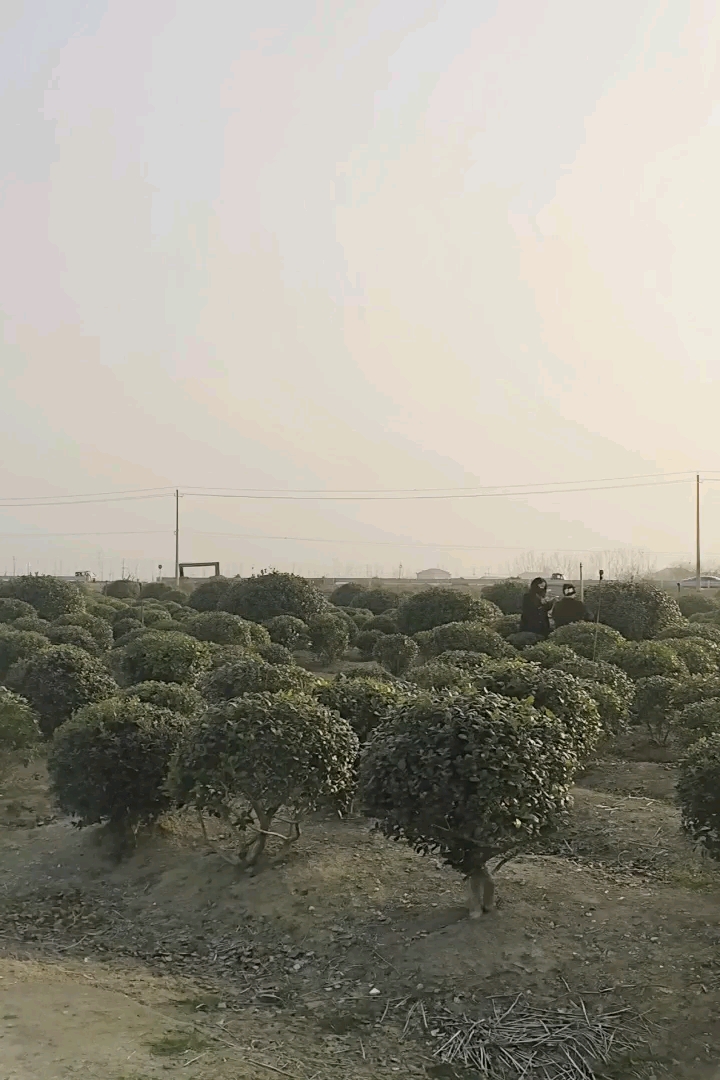 高度250厘米大叶黄杨