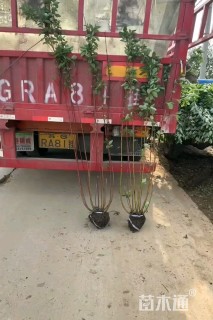 高度50厘米红瑞木