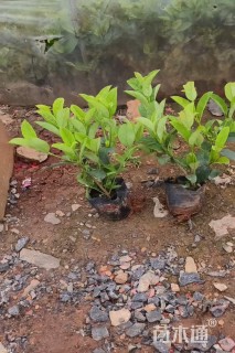 高度30厘米荚迷