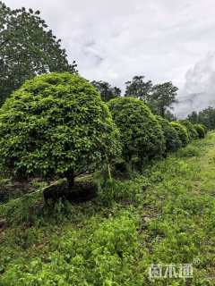 高度300厘米丛生桂花
