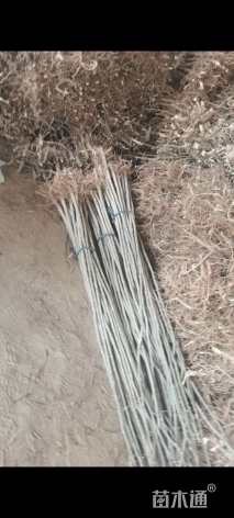 高度80厘米刺槐小苗