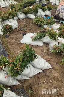 高度25厘米红叶石楠大杯苗