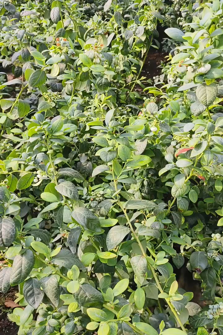 高度50厘米蓝莓