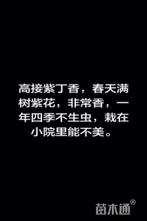 15公分紫丁香