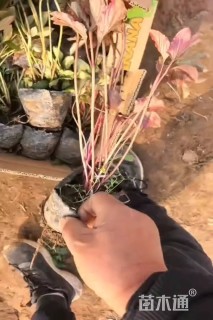 高度20厘米芍药