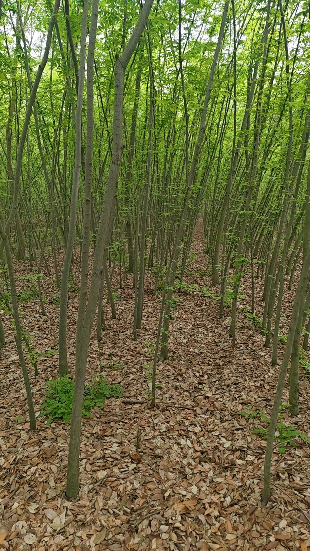 6公分红榉