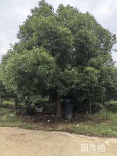 22公分香樟