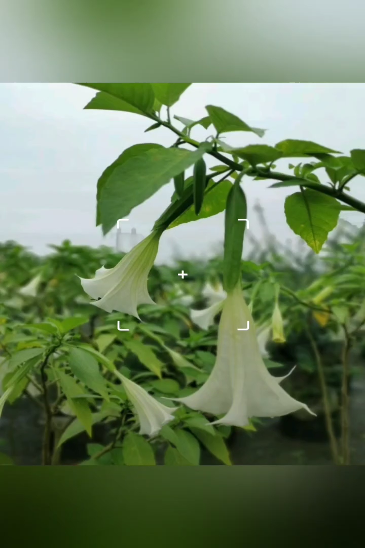 高度25厘米曼陀罗