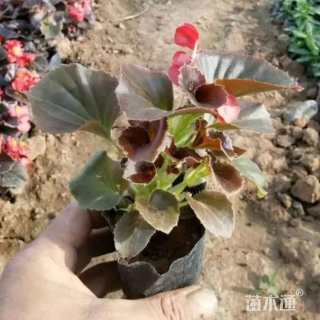 高度6厘米四季海棠