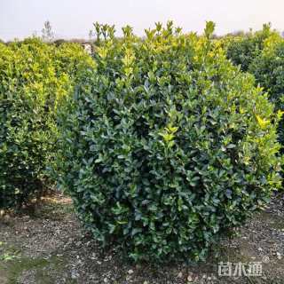 高度100厘米大叶黄杨