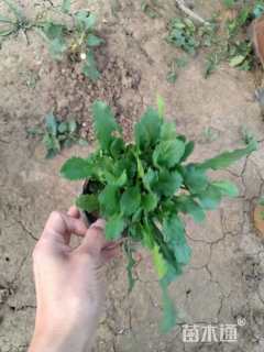 高度30厘米大滨菊