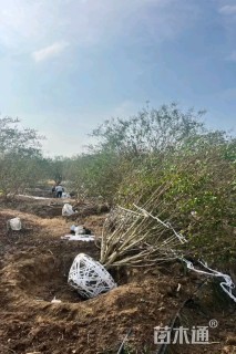 高度400厘米丛生紫薇