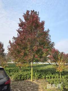 20公分美国红枫