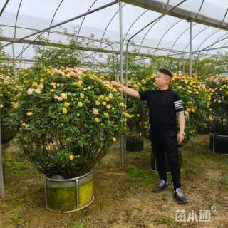 冠幅80厘米月季花球