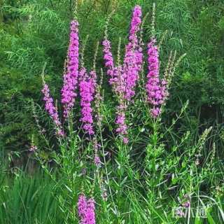 高度60厘米千屈菜