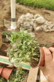 高度10厘米美国薄荷