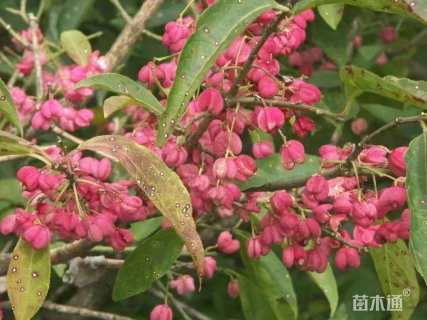 12公分栓翅卫矛