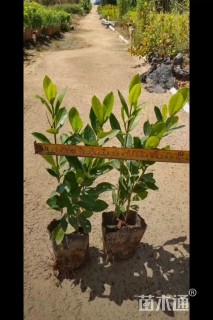 高度30厘米龙船花