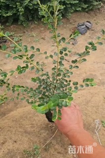 高度30厘米平枝栒子