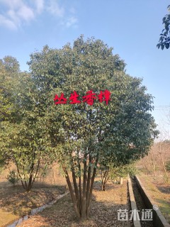 35公分丛生香樟