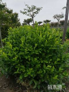 高度1000厘米卫矛球