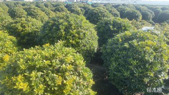 冠幅150厘米海桐球