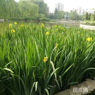 高度45厘米黄菖蒲