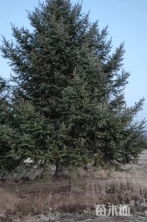 高度1000厘米云杉