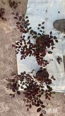 高度30厘米红花继木