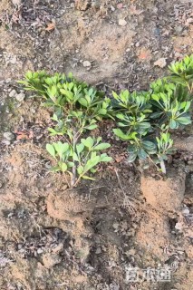 高度30厘米夏鹃