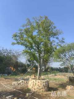 30公分红果冬青