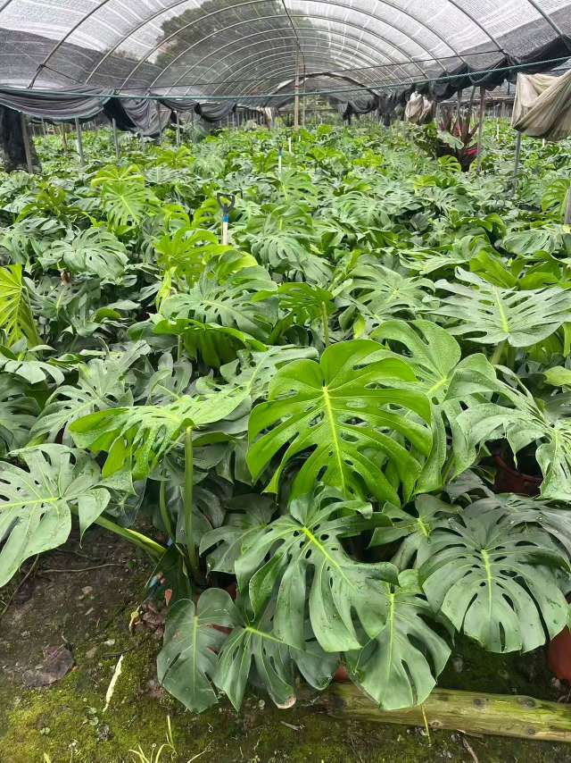 高度80厘米龟背竹