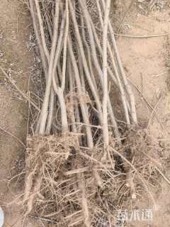 2公分刺槐
