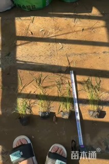 高度30厘米芦苇