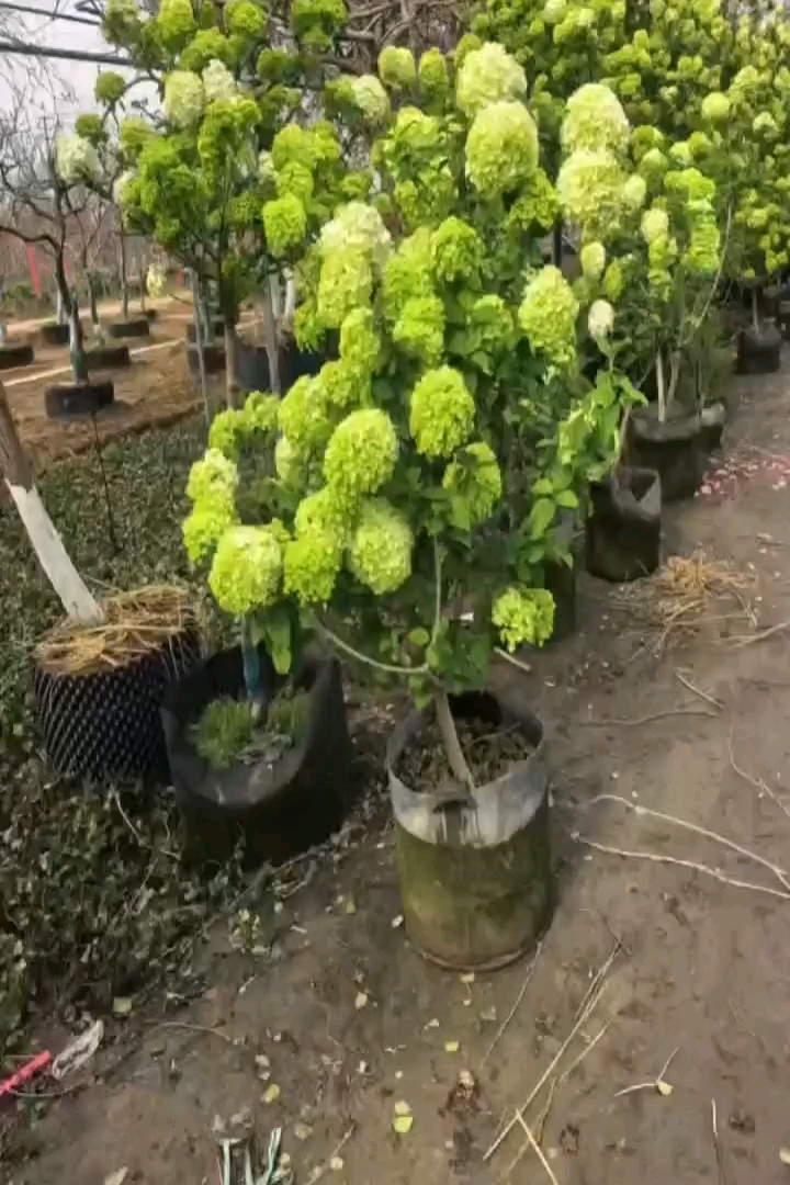 高度200厘米中华木绣球