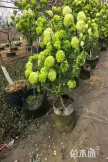 高度200厘米中华木绣球