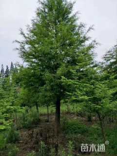 6公分中山杉