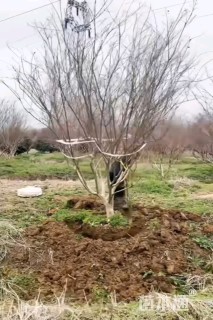 10公分(5杆)丛生朴树