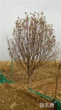 15公分八棱海棠