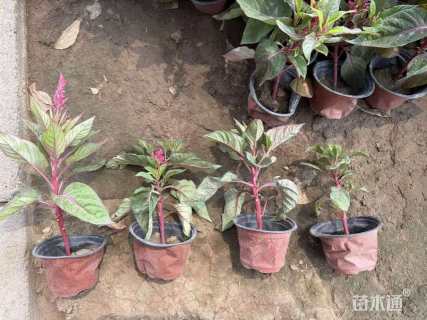 高度30厘米彩叶草