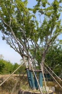 10公分(5杆)丛生朴树